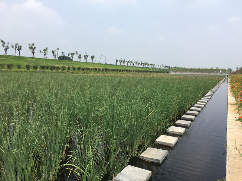 济宁市兖州区泗河综合开发一期工程龙湾店湿地工程建设实景